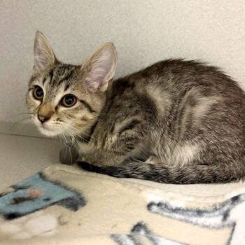 LEMONADE -  Domestic Short Hair Cat for Adoption in Aurora, Colorado - LEMONADE | PetCurious