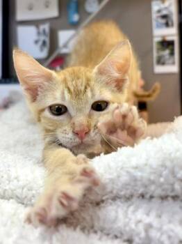 Tiny -  Domestic Short Hair Cat for Adoption in Honolulu, Hawaii - Tiny | PetCurious