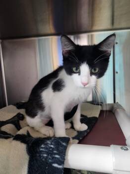 Rescue Domestic Short Hair Cats for Adoption in Brookings, South Dakota - Grier | PetCurious