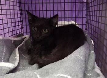 GUS -  Domestic Short Hair Cat for Adoption in Fort Lauderdale, Florida - GUS | PetCurious
