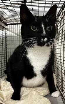 Domestic Short Hair Cats Available for Adoption in Fort Lauderdale, Florida - OREO | PetCurious
