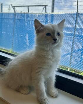 Dior -  Domestic Short Hair Cat for Adoption in Minot, North Dakota - Dior | PetCurious