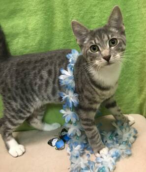 Hiccup -  Tabby and Domestic Short Hair Cat for Adoption in Dublin, Ohio - Hiccup | PetCurious