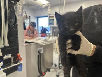 Domestic Short Hair Cats Available for Adoption in Santa Fe, New Mexico - FRANKIE | PetCurious