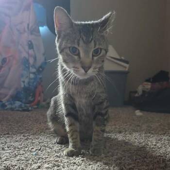 Vegas -  Domestic Short Hair Cat for Adoption in Buffalo, Minnesota - Vegas | PetCurious