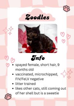 Domestic Short Hair Cats Available for Adoption - Zoodles | PetCurious