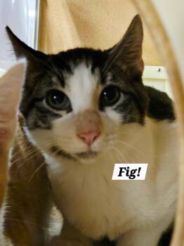 Fig -  Domestic Short Hair and Tabby Cat for Adoption in San Antonio, Texas - Fig | PetCurious
