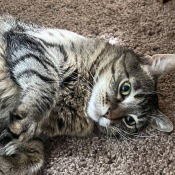 Felicia - Declawed -  Domestic Medium Hair and Tabby Cat for Adoption in Wyandotte, Michigan - Felicia - Declawed | PetCurious