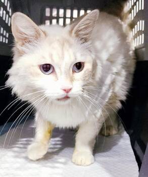 Ragdoll and Turkish Angora Cats Available for Adoption in Bedford Hills, New York - Snowball Is A Stunning SUPER Exotic Sweetheart VIDEO - EMERGENCY | PetCurious