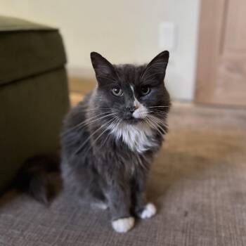 Snortle Dove -  Russian Blue and Domestic Long Hair Cat for Adoption in Bountiful, Utah - Snortle Dove | PetCurious