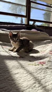 Deep Dish Pizza -  Domestic Short Hair Cat for Adoption in Chicago, Illinois - Deep Dish Pizza | PetCurious