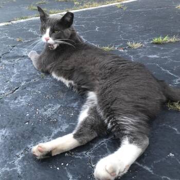 Socks -  Domestic Short Hair Cat for Adoption in Cumming, Georgia - Socks | PetCurious