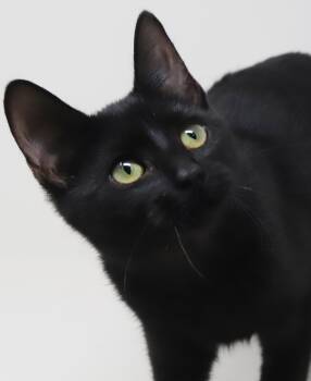Vanna cannot be any sweeter or cuddlier - THERAPY CAT POTENTIAL  -  Bombay Cat for Adoption in Bedford Hills, New York - Vanna Cannot Be Any Sweeter Or Cuddlier - THERAPY CAT POTENTIAL  | PetCurious