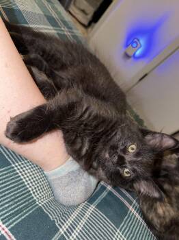 Breeze -  Domestic Medium Hair Cat for Adoption in Dallas, Texas - Breeze | PetCurious
