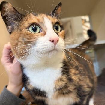Frida -  Domestic Short Hair Cat for Adoption in Gloucester, Virginia - Frida | PetCurious