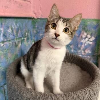 Jisoo -  Domestic Short Hair Cat for Adoption in Laredo, Texas - Jisoo | PetCurious