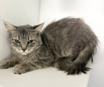 Sable -  Domestic Medium Hair Cat for Adoption in Rochester, Indiana - Sable | PetCurious