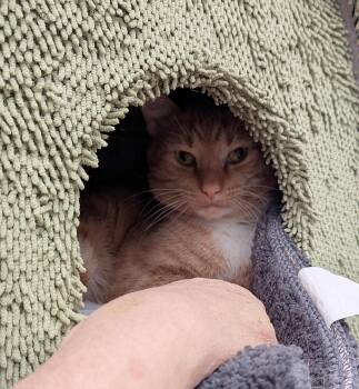 Maine Coon Cats Available for Adoption - MILLER #1, #2, #3 - Offered By Owner- Maine Coon | PetCurious