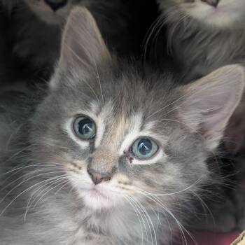 Daphne -  Domestic Short Hair Cat for Adoption in Reno, Nevada - Daphne | PetCurious