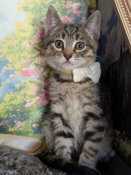 April -  Domestic Short Hair and Tabby Cat for Adoption in Fremont, California - April | PetCurious