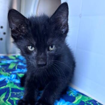 Winnipeg -  Domestic Short Hair Cat for Adoption in Norman, Oklahoma - Winnipeg | PetCurious