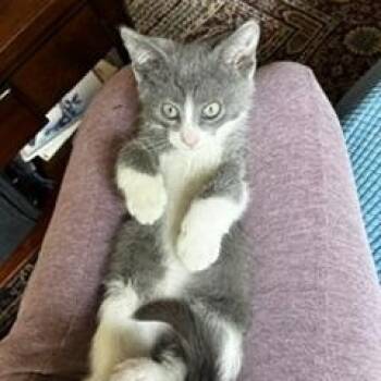 Mason -  Domestic Short Hair Cat for Adoption in Pasco, Washington - Mason | PetCurious