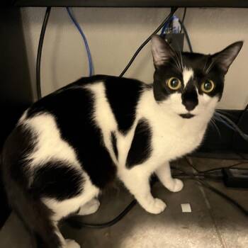 Scooter -  Domestic Short Hair Cat for Adoption in Tampa, Florida - Scooter | PetCurious