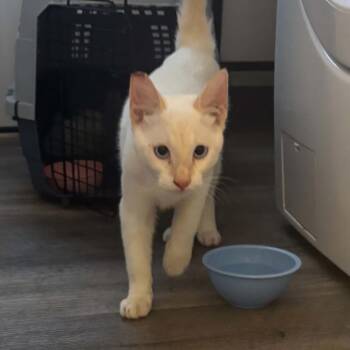 Lux -  Siamese Cat for Adoption in Long Beach, California - Lux | PetCurious