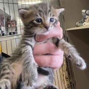 Eloise -  Domestic Short Hair Cat Available for Adoption in Winchester, Virginia - Eloise | PetCurious
