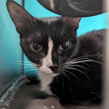 Rescue Domestic Short Hair Cats for Adoption in Titusville, Florida - Daisy | PetCurious