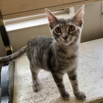 Sadie -  Domestic Short Hair Cat for Adoption in Lodi, California - Sadie | PetCurious