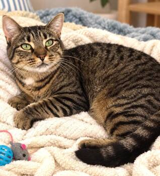 Jesse 1yr AVA 10/8 -  Domestic Short Hair Cat for Adoption in Sterling, Massachusetts - Jesse 1yr AVA 10/8 | PetCurious