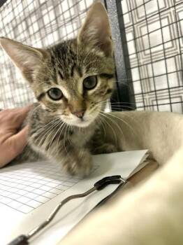 Staghorn Fern -  Domestic Short Hair Cat for Adoption in Muskegon, Michigan - Staghorn Fern | PetCurious