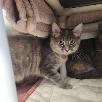 Grover -  Domestic Long Hair Cat for Adoption in Fort Wayne, Indiana - Grover | PetCurious