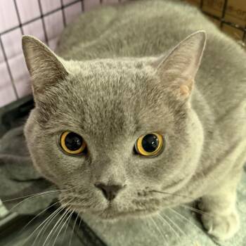 British Shorthair Cats Available for Adoption in Boerne, Texas - Sir Snacksalot, The Duke Of Eatinburgh | PetCurious