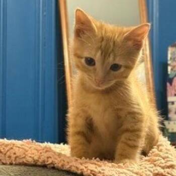 Colt -  Domestic Short Hair Cat for Adoption in North Myrtle Beach, South Carolina - Colt | PetCurious