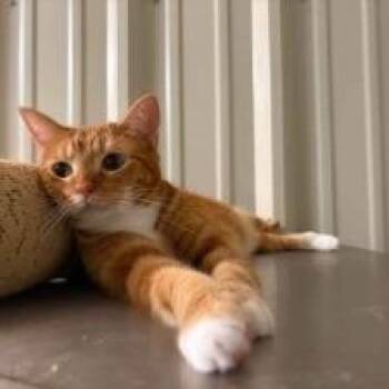 Lilly -  Domestic Short Hair Cat for Adoption in Concord, New Hampshire - Lilly | PetCurious