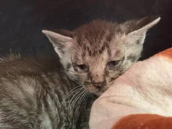 A2475864 -  Domestic Short Hair Cat for Adoption in Fort Lauderdale, Florida - A2475864 | PetCurious