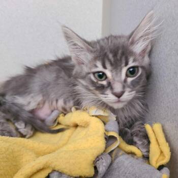 Queenie -  Domestic Medium Hair Cat for Adoption in Davenport, Iowa - Queenie | PetCurious
