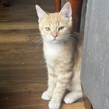 Niko - I will conquer your heart -  Tabby Cat for Adoption in Fountain Valley, California - Niko - I Will Conquer Your Heart | PetCurious