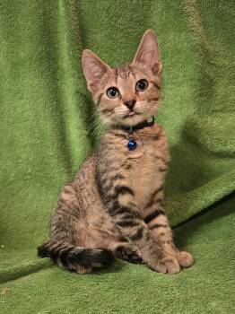 Bam -  Domestic Short Hair Cat for Adoption in Stoughton, Wisconsin - Bam | PetCurious