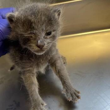 Domestic Short Hair Cats Available for Adoption in Tuscaloosa, Alabama - TUSC-Stray-84064 | PetCurious