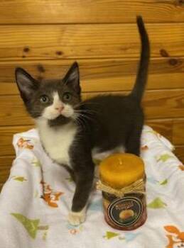 Apple Jack -  Tuxedo Cat for Adoption in Southern Pines, North Carolina - Apple Jack | PetCurious