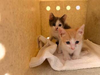 GEMINI -  Domestic Short Hair Cat for Adoption in Tustin, California - GEMINI | PetCurious