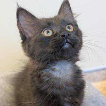 Macy -  Domestic Medium Hair Cat for Adoption in Sonoma, California - Macy | PetCurious