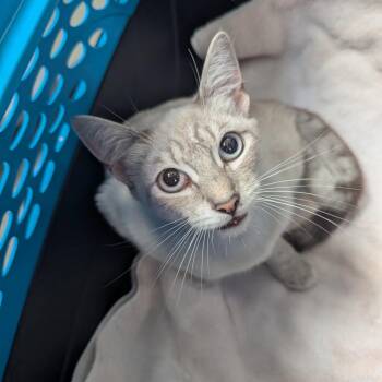 Jewel -  Domestic Short Hair Cat for Adoption in Goleta, California - Jewel | PetCurious