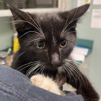 Apollo -  Domestic Medium Hair Cat for Adoption in Lenexa, Kansas - Apollo | PetCurious