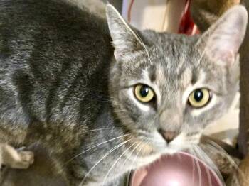 Waffles -  Tabby Cat for Adoption in Ladson, South Carolina - Waffles | PetCurious