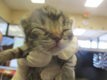ROBIN -  Domestic Short Hair Cat Available for Adoption in Ocala, Florida - ROBIN | PetCurious