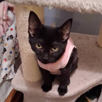 Sable -  Domestic Short Hair Cat for Adoption in Buffalo, New York - Sable | PetCurious